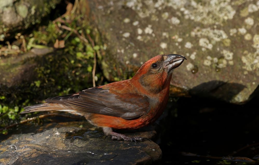 Crossbill