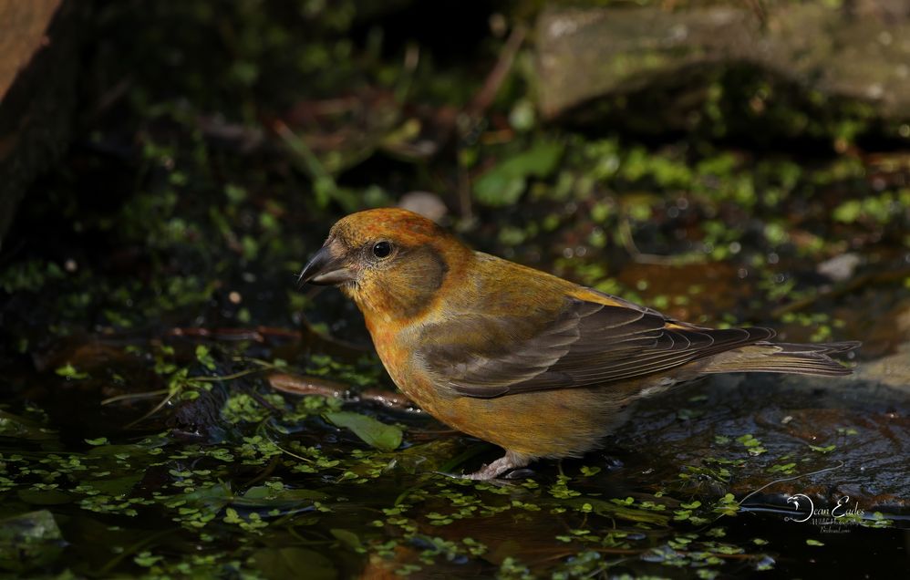 Crossbill