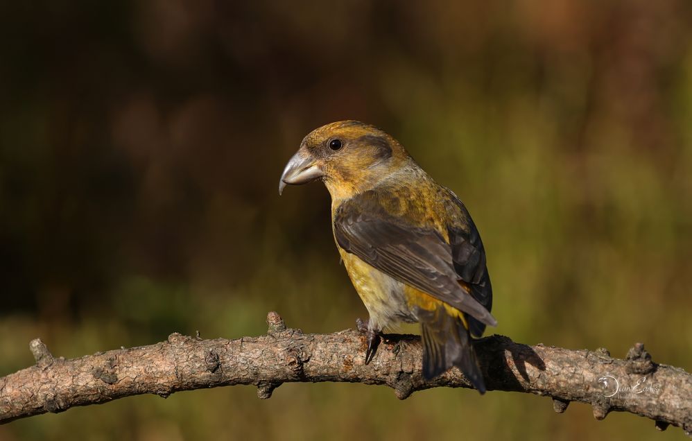 Crossbill