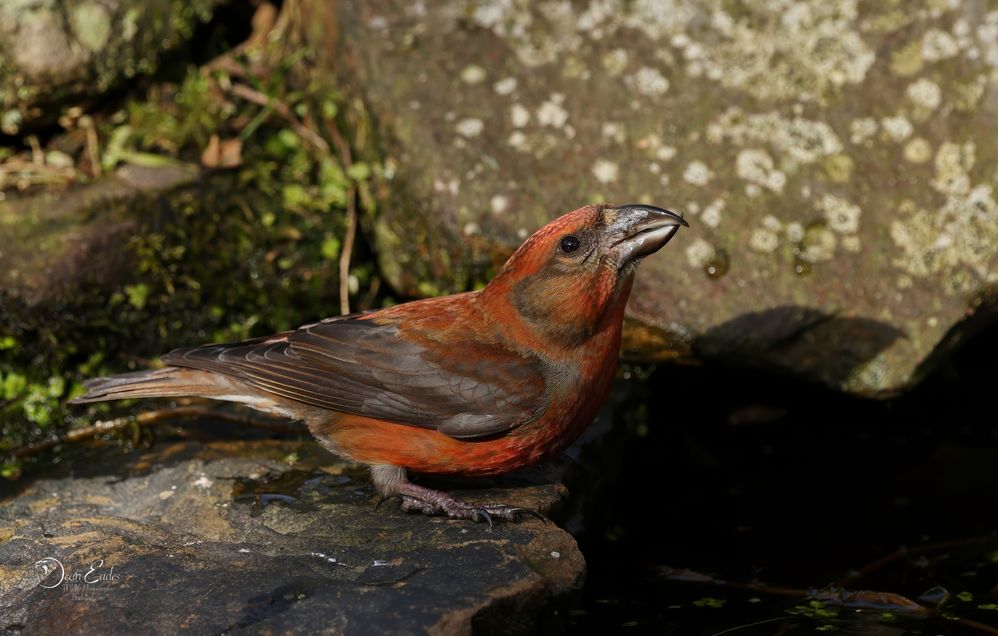 Crossbill