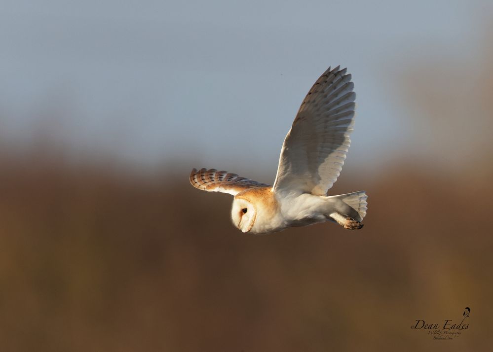 Barn owl