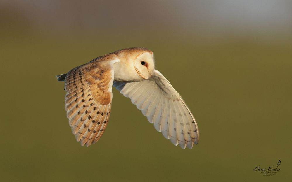 Barn owl