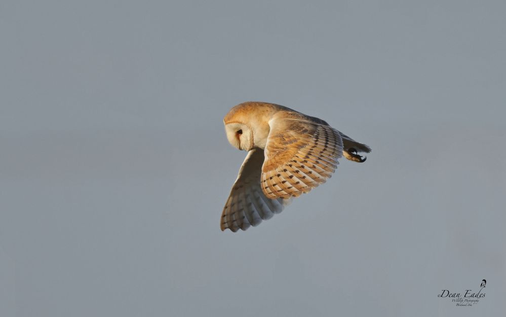 Barn owl