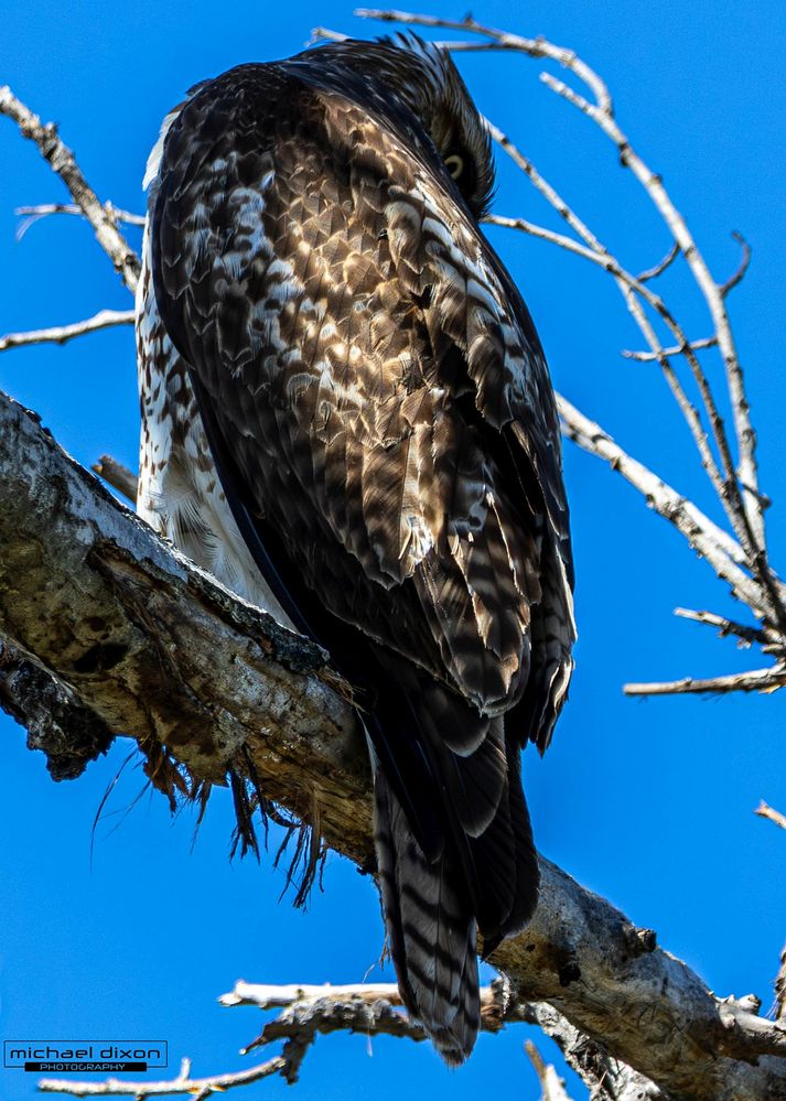 hawk_red-tailed_sepulveda_25_03_08_L0A3935-Enhanced-NR-2.jpg