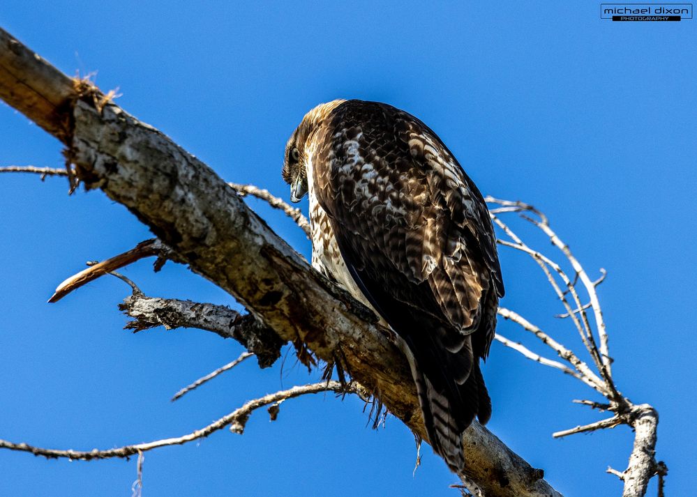 hawk_red-tailed_sepulveda_25_03_08_L0A4013.jpg