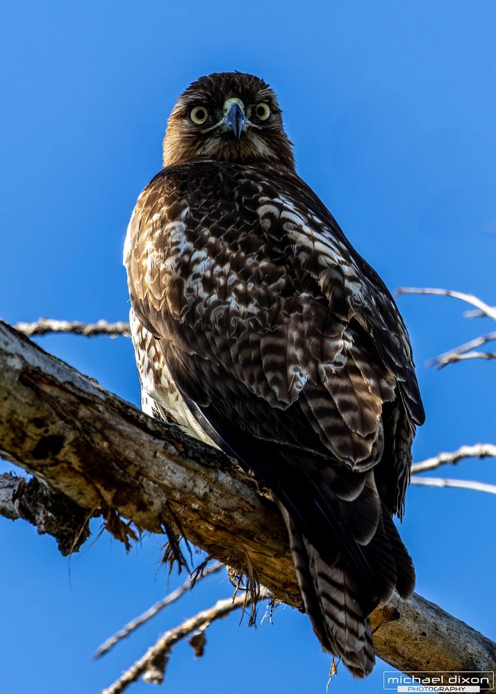 hawk_red-tailed_sepulveda_25_03_08_L0A4064-Enhanced-NR.jpg