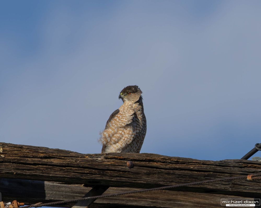 hawk_coopers_van_nuys_25_02_28_L0A1128-Enhanced-NR.jpg