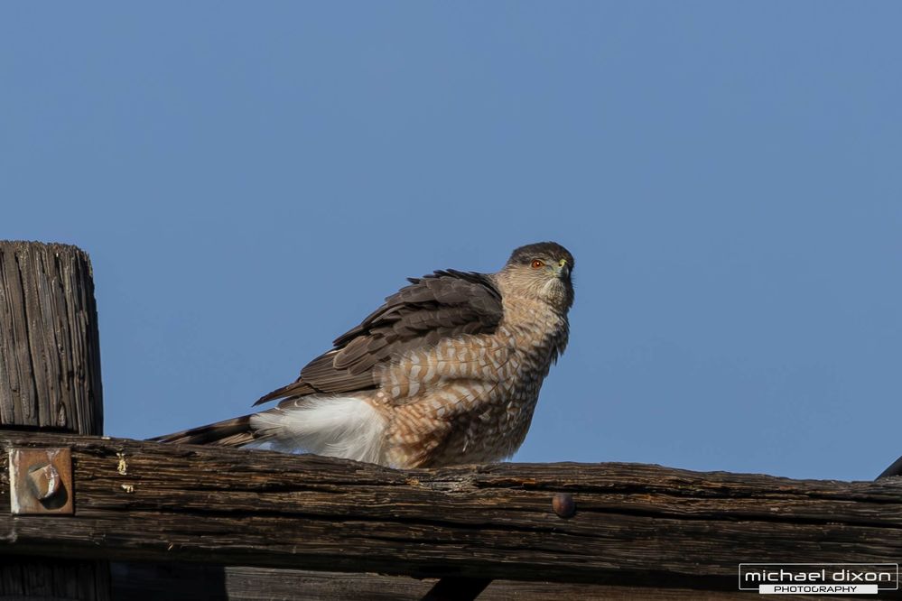 hawk_coopers_van_nuys_25_02_28_L0A0840-Enhanced-NR.jpg