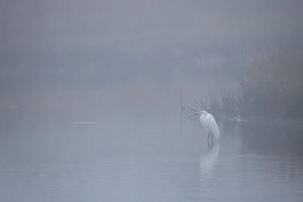 Great Egret (Ardea alba)