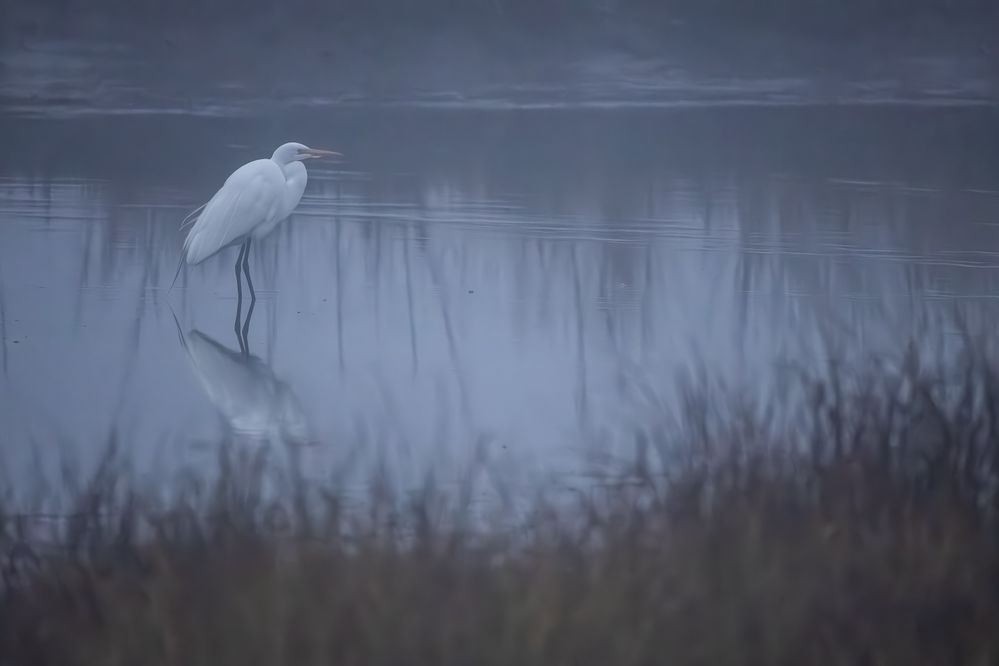 Great Egret (Ardea alba)