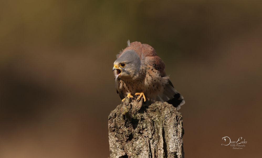 Kestrels