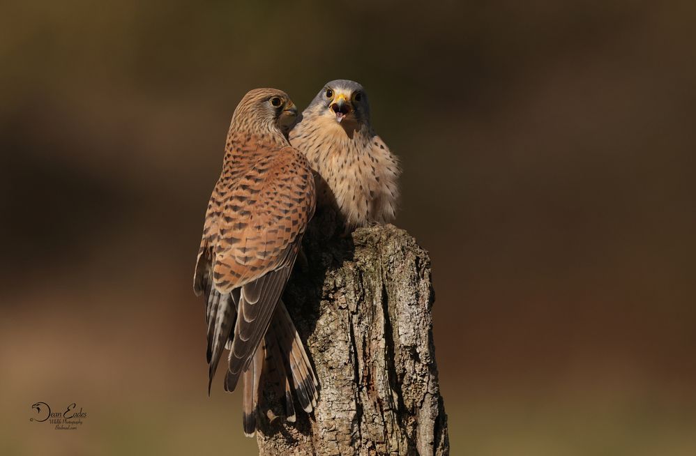 Kestrels