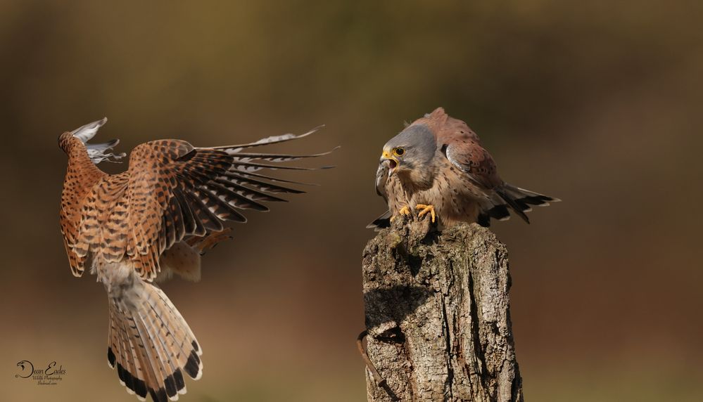 Kestrels