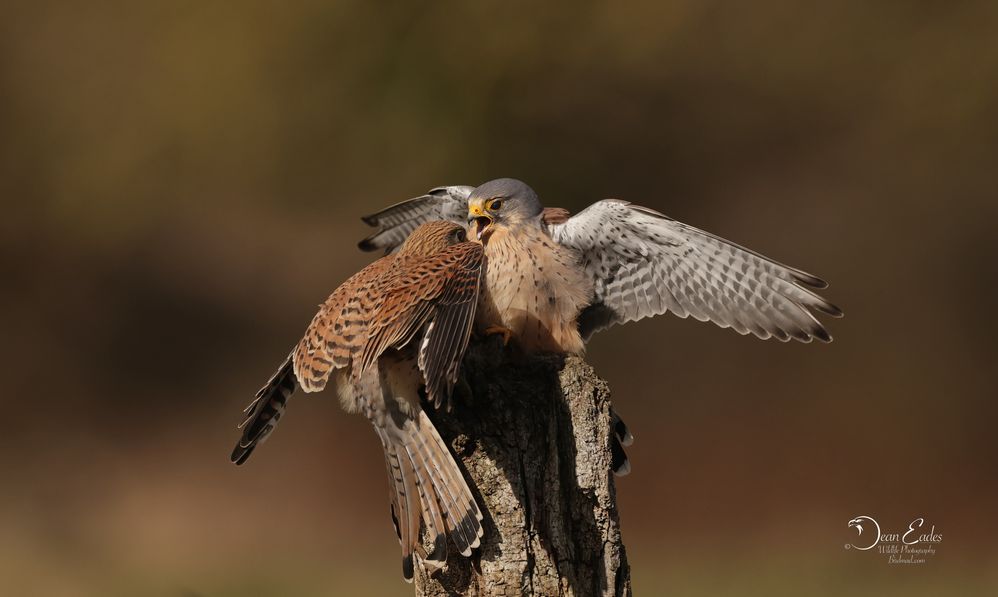 Kestrels