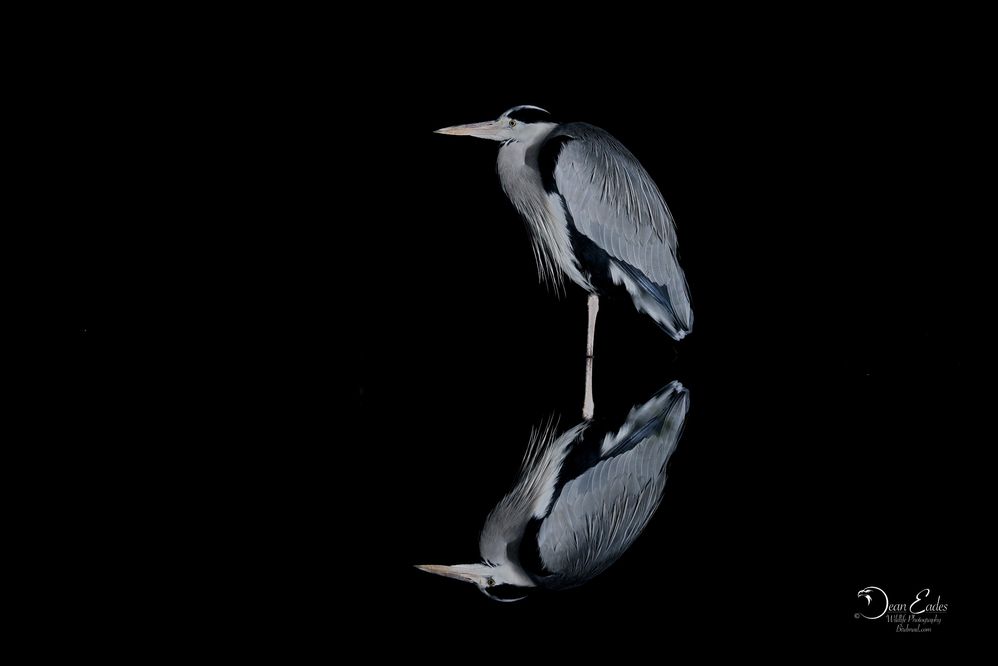 Heron in the night