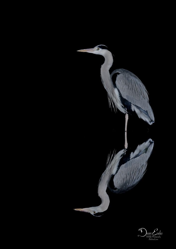 Heron in the night