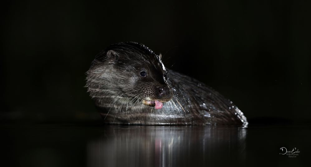 Wild uk otters