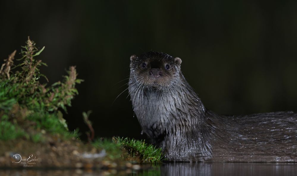 Wild uk otters