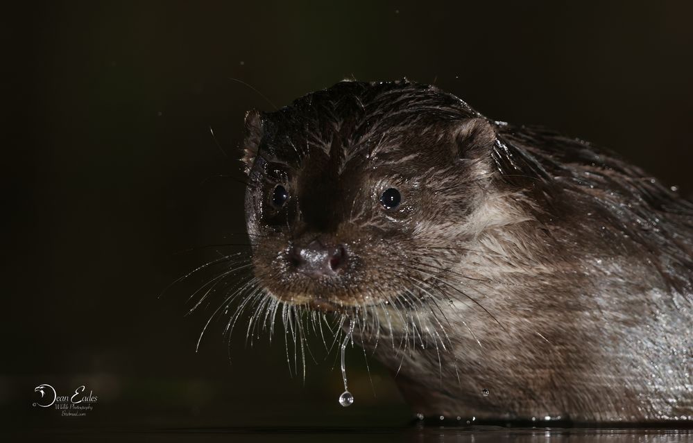 Wild uk otters