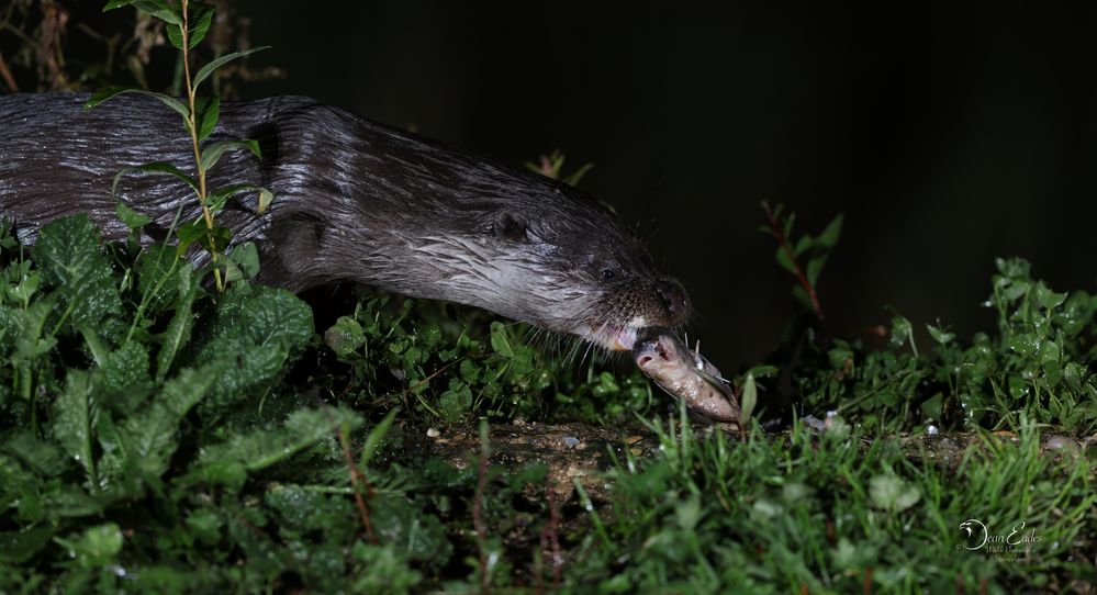 Wild uk otters