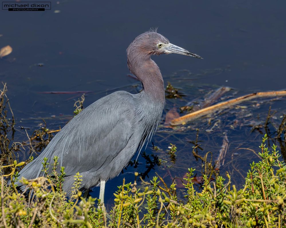 heron_little-blue_25_02_15_L0A9156-Enhanced-NR.jpg