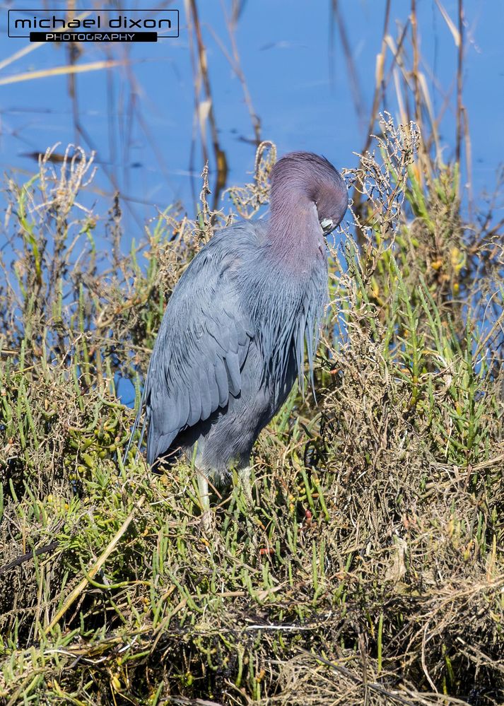 heron_little-blue_25_02_15_L0A7617-Enhanced-NR.jpg