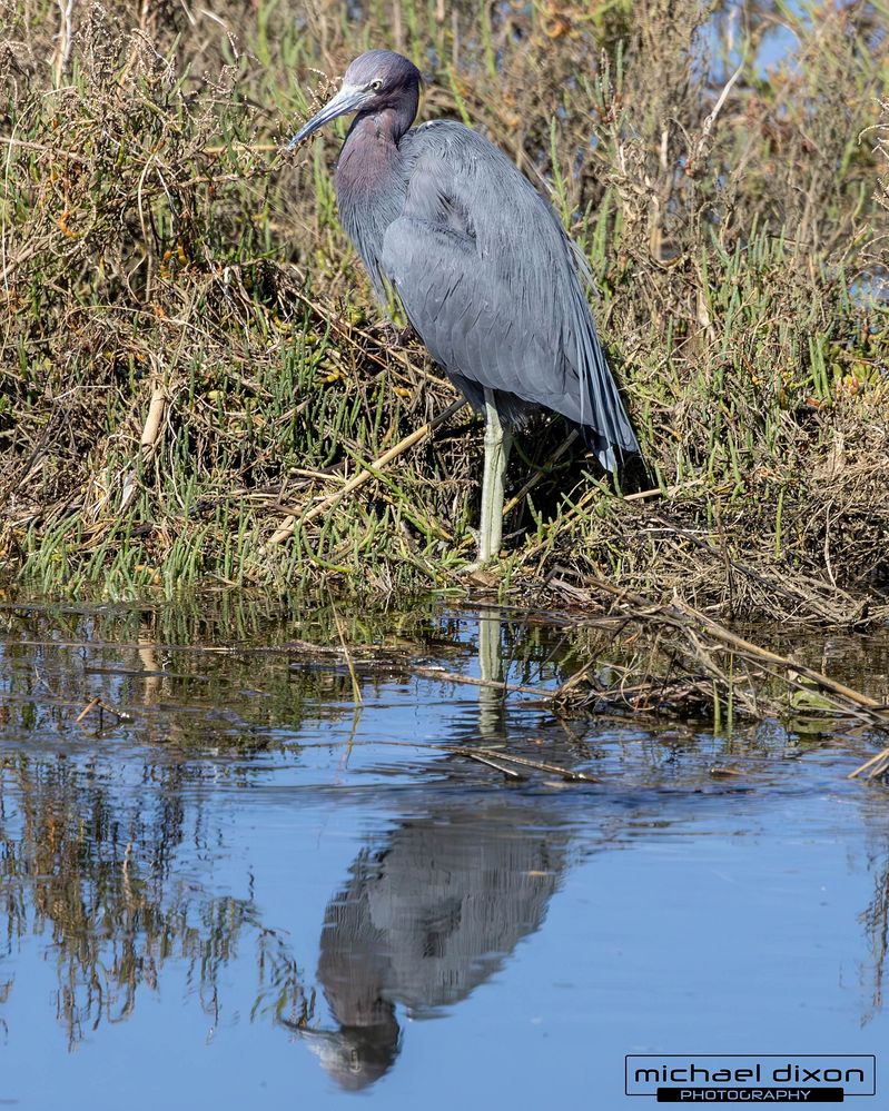 heron_little-blue_25_02_15_L0A7456-Enhanced-NR.jpg