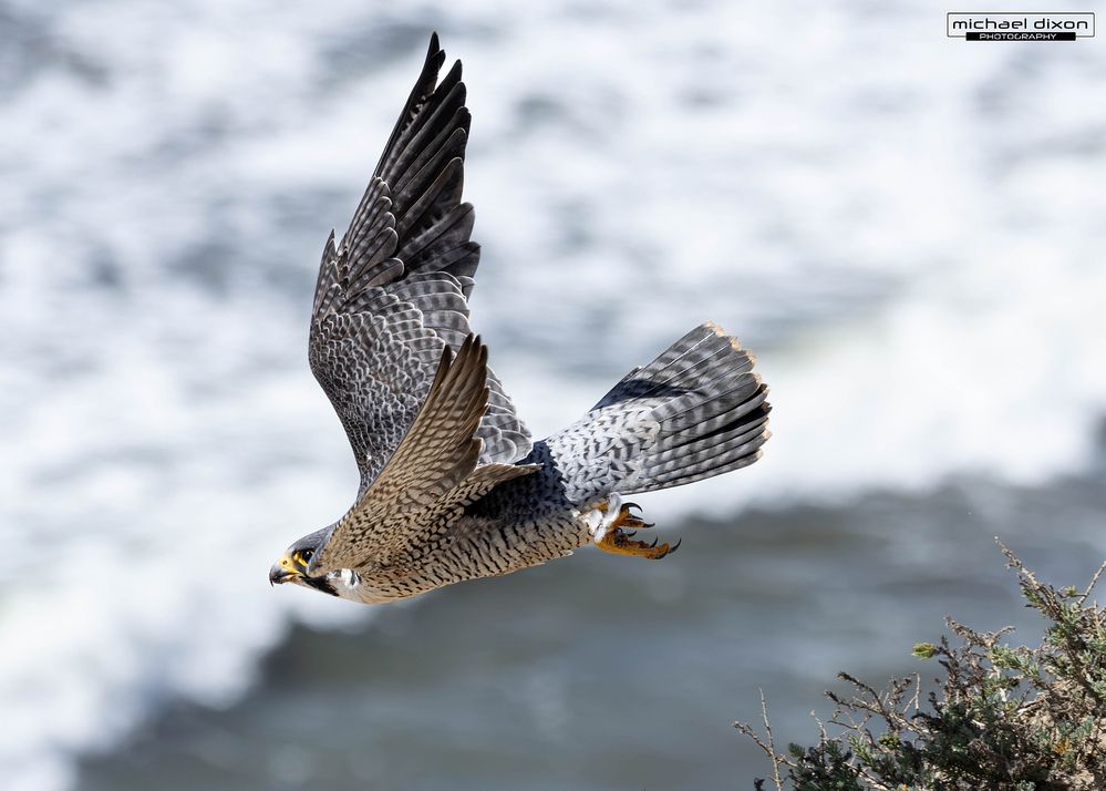 falcon_peregrine_fermin_25_03_16_L0A9297-Enhanced-NR.jpg