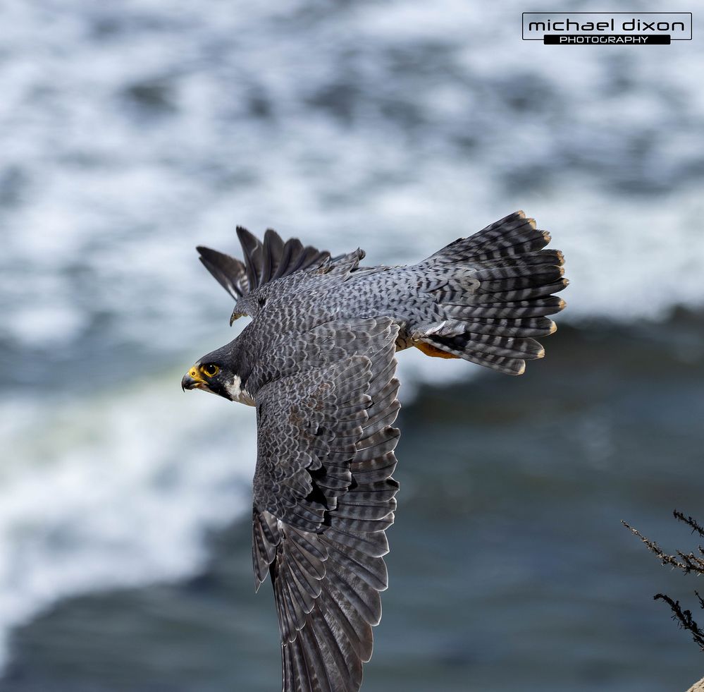 falcon_peregrine_fermin_25_03_16_L0A9298-Enhanced-NR.jpg