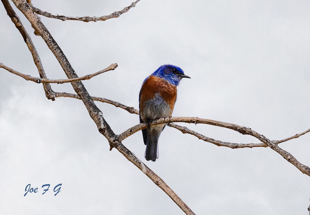 Western Bluebird   R5 MRK2   RF200-800@400mm   ISO100    f9    SS 1/400s