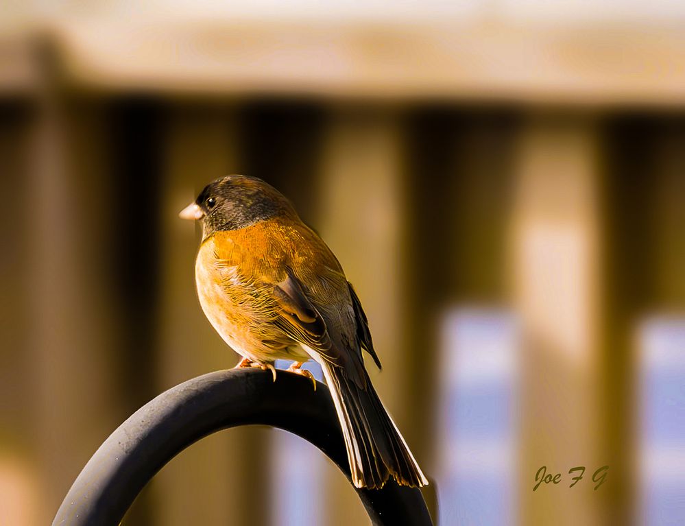 (Oregon) Dark0eyed Junco  R5 MRK2   RF200-800@200mm   ISO-1250   SS 1/125s