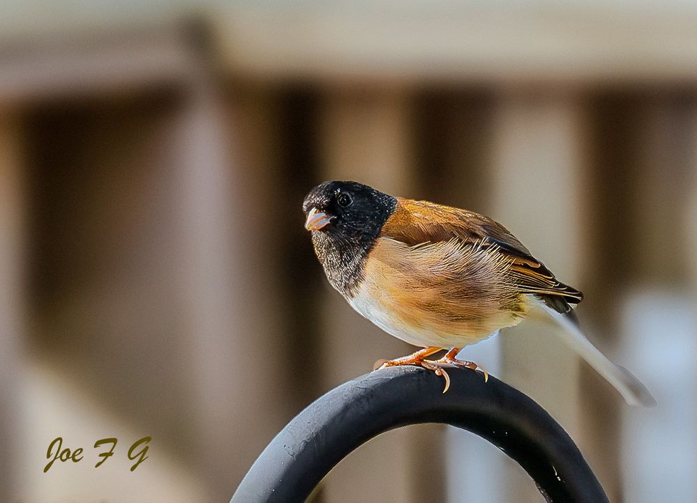 (Oregon) Dark-eyed Junco R5 MRK2   RF200-800@200mm   ISO-1250   SS 1/125s