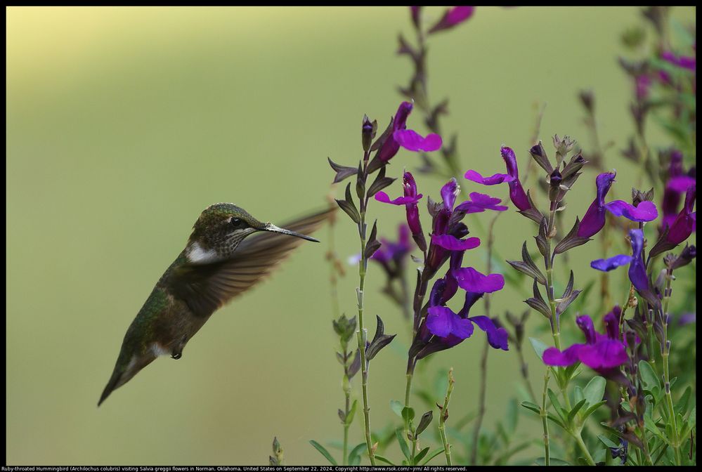 Ruby-throated Hummingbird (Archilochus colubris) visiting Salvia greggii flowers in Norman, Oklahoma, United States on September 22, 2024 ; Canon EOS R5 ; EF100-400mm f/4.5-5.6L IS II USM +2x III ;  800.0 mm ; 1/500 second ; ISO 1600 ; F/11 ; distance about 4.5 meters ; backlit