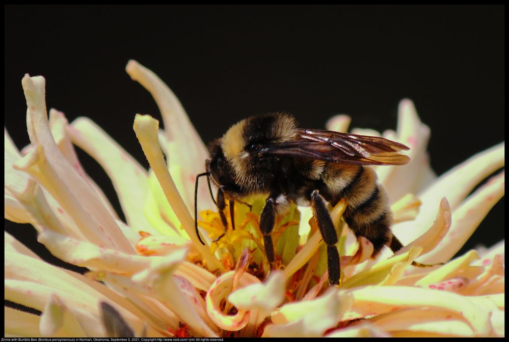 A Bumble Bee (Bombus pensylvanicus) was on a Zinnia in Norman, Oklahoma, United States on September 2, 2021. I made this photo with a very old lens as an experiment. I purchased the lens in 2011 and nearly wore it out. For this photo, it was attached to a newer camera body with an adapter with two telephoto extenders. ; EOS R5 ; Canon EF-S 55-250mm f/4-5.6 IS ; Kenko TELEPLUS HD C-AF 2X DGX ; Vivitar SERIES 1 1.4X AF ; F/16 ; 1/400 second ; handheld ; ISO 5000 ; 700mm