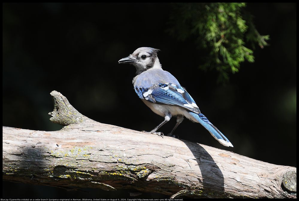 Blue Jay (Cyanocitta cristata) on a cedar branch (Juniperus virginiana) in Norman, Oklahoma, United States on August 6, 2024 ;  EOS R5 ; EF100-400mm f/4.5-5.6L IS II USM +1.4x III ; 560.0 mm ; 1/640 second ; handheld ; ISO 400 ; F/9 ; distance about 12.5 meters