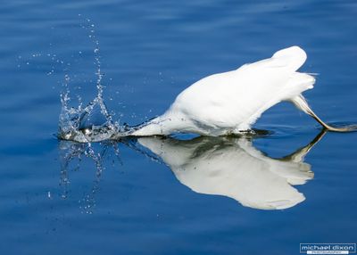 egret_great_bolsa_25_04_06_L0A1861.jpg