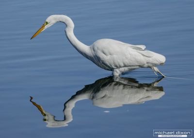 egret_great_bolsa_25_04_06_L0A1684.jpg