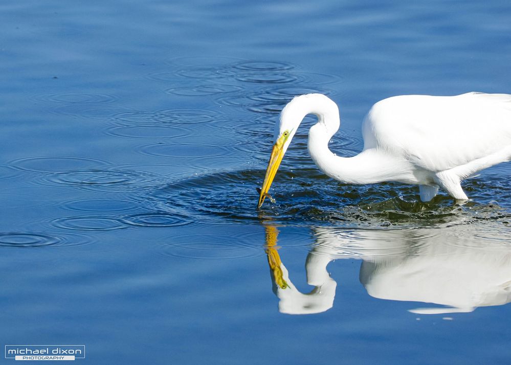 egret_great_bolsa_25_04_06_L0A1871.jpg