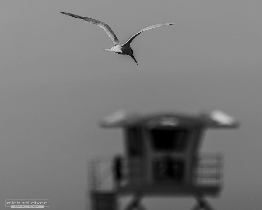 tern_bolsa_25_04_20_L0A4624-Enhanced-NR.jpg