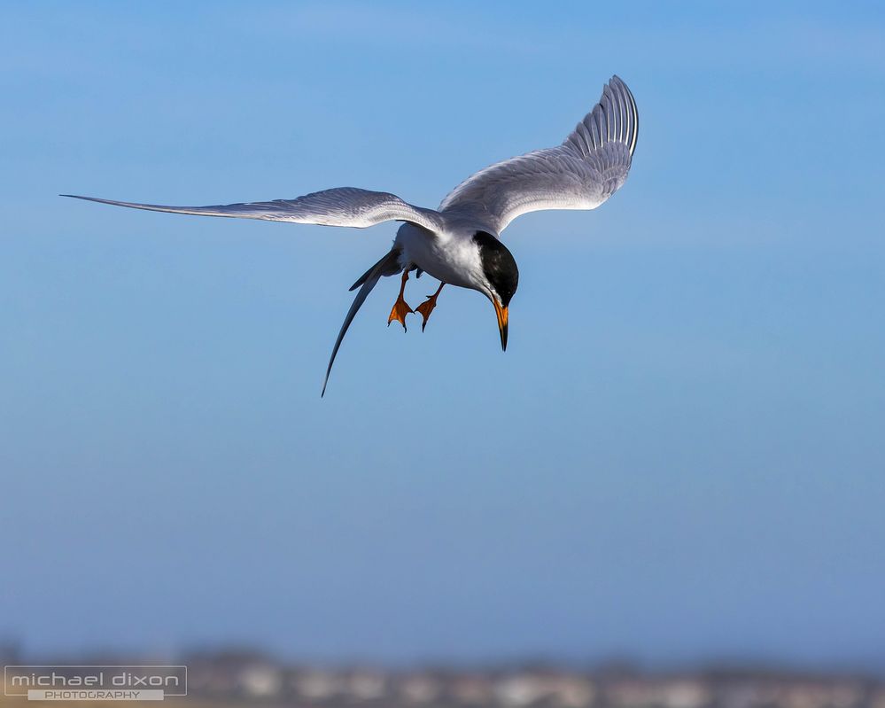 tern_bolsa_25_04_20_L0A1494-Enhanced-NR.jpg
