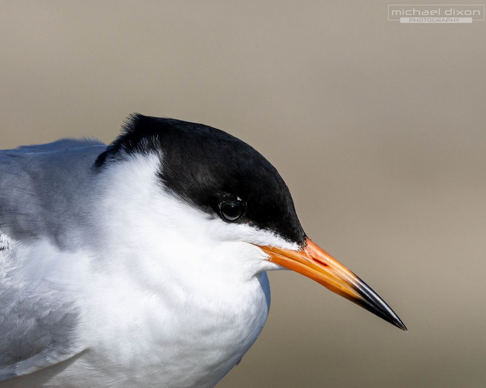 tern_bolsa_25_04_20_L0A0709-Enhanced-SR.jpg