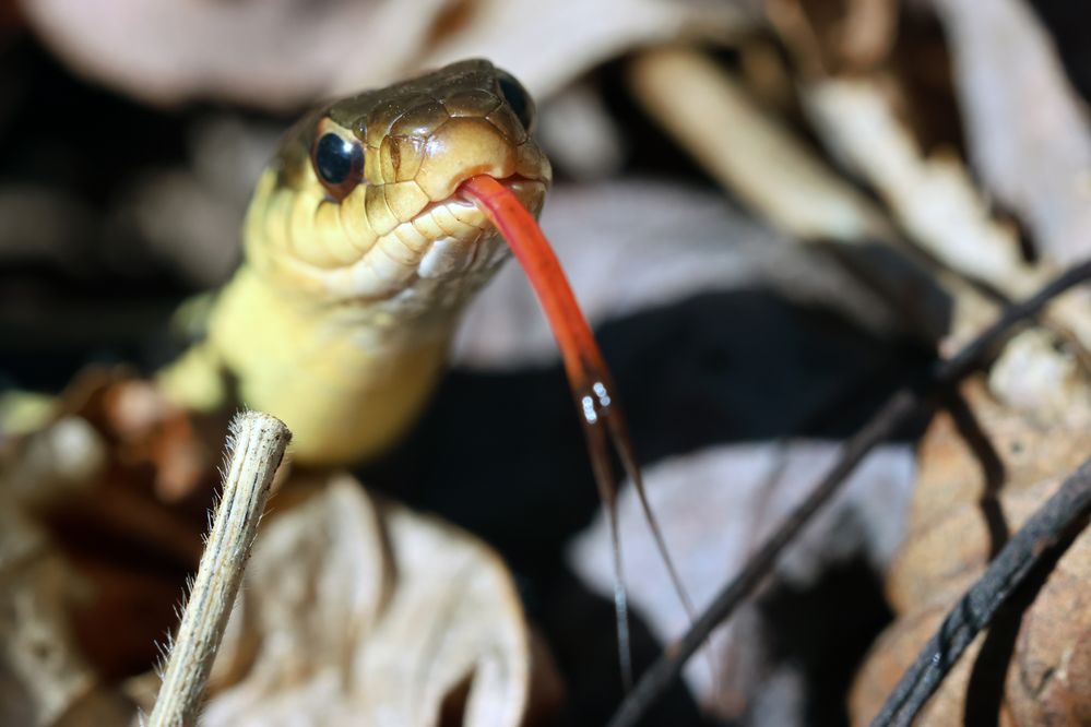 Eastern Garter Snake