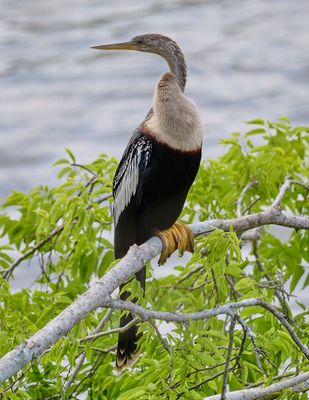 Water Bird 12.jpg