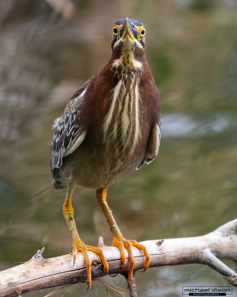 heron_green_sepulveda_25_05_05_L0A2029-Enhanced-NR.jpg