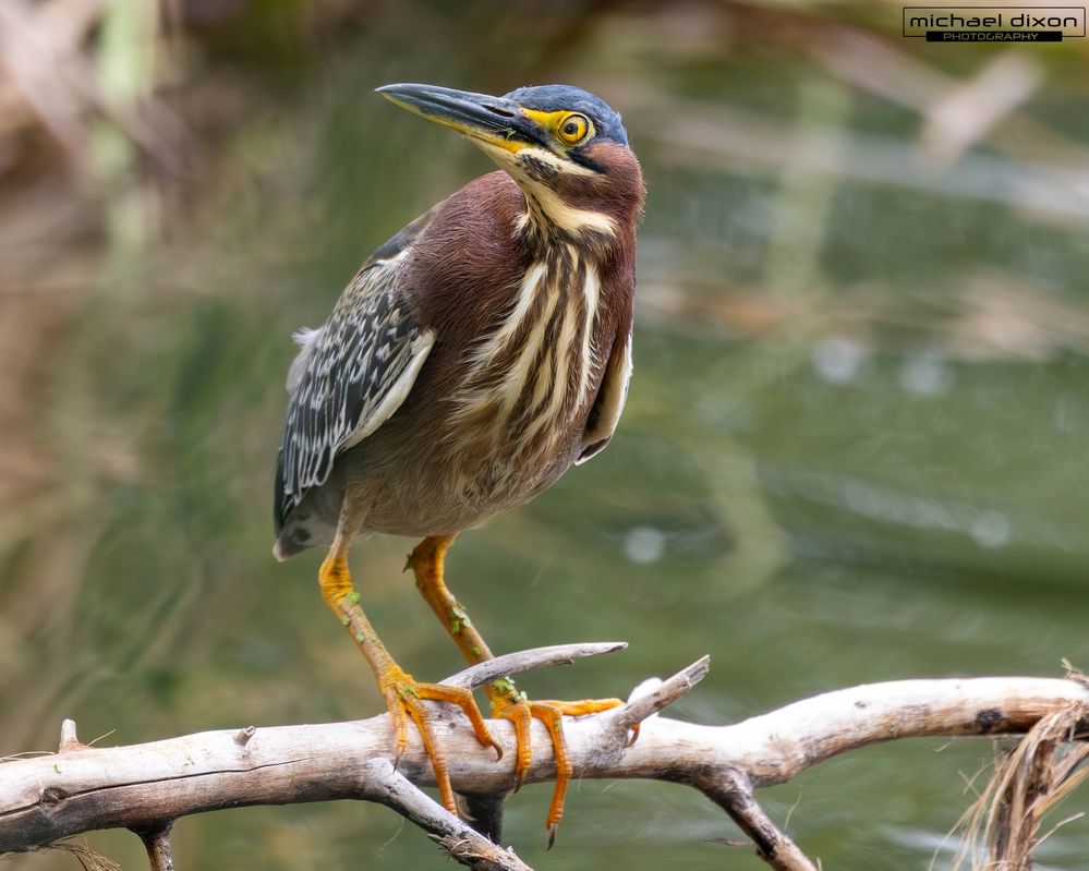 heron_green_sepulveda_25_05_05_L0A1658-Enhanced-NR.jpg