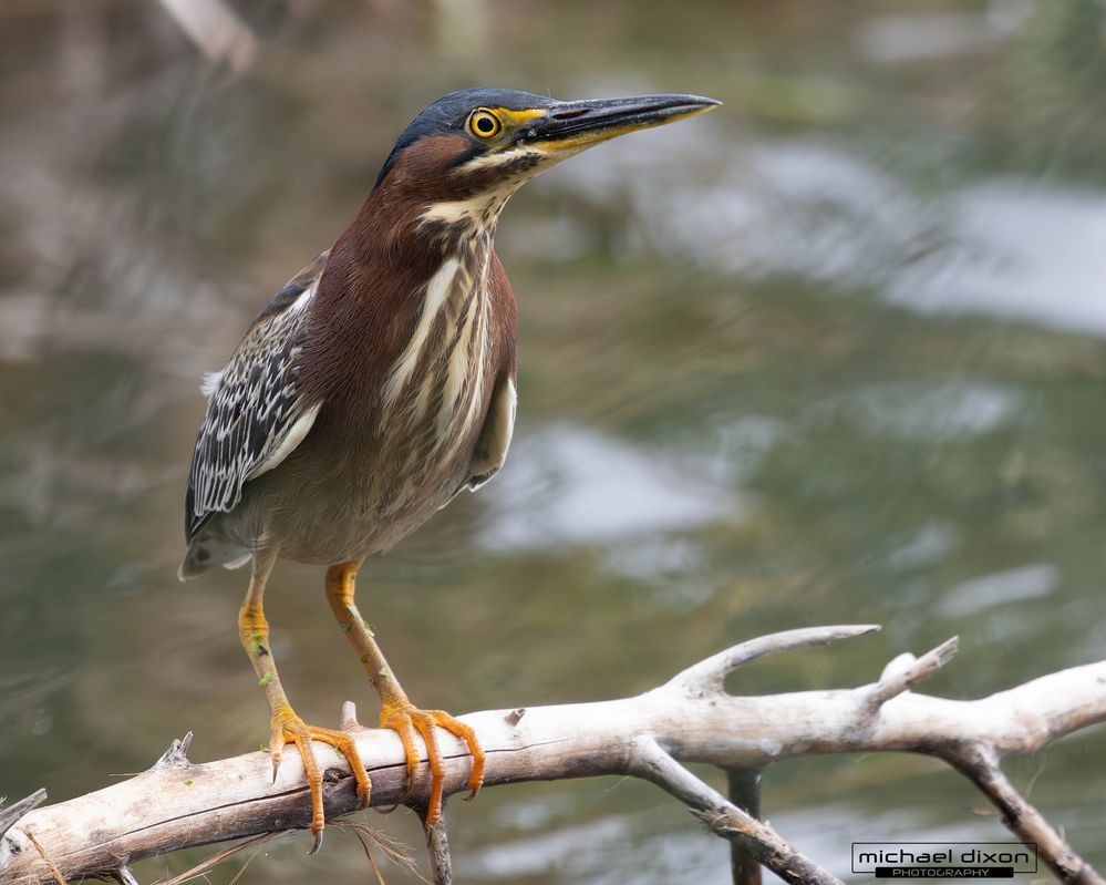 heron_green_sepulveda_25_05_05_L0A2036-Enhanced-NR.jpg