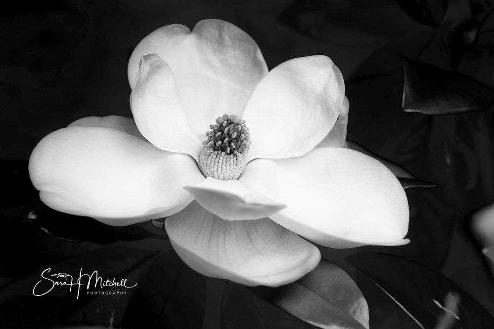 Magnolia Blossom in black & white