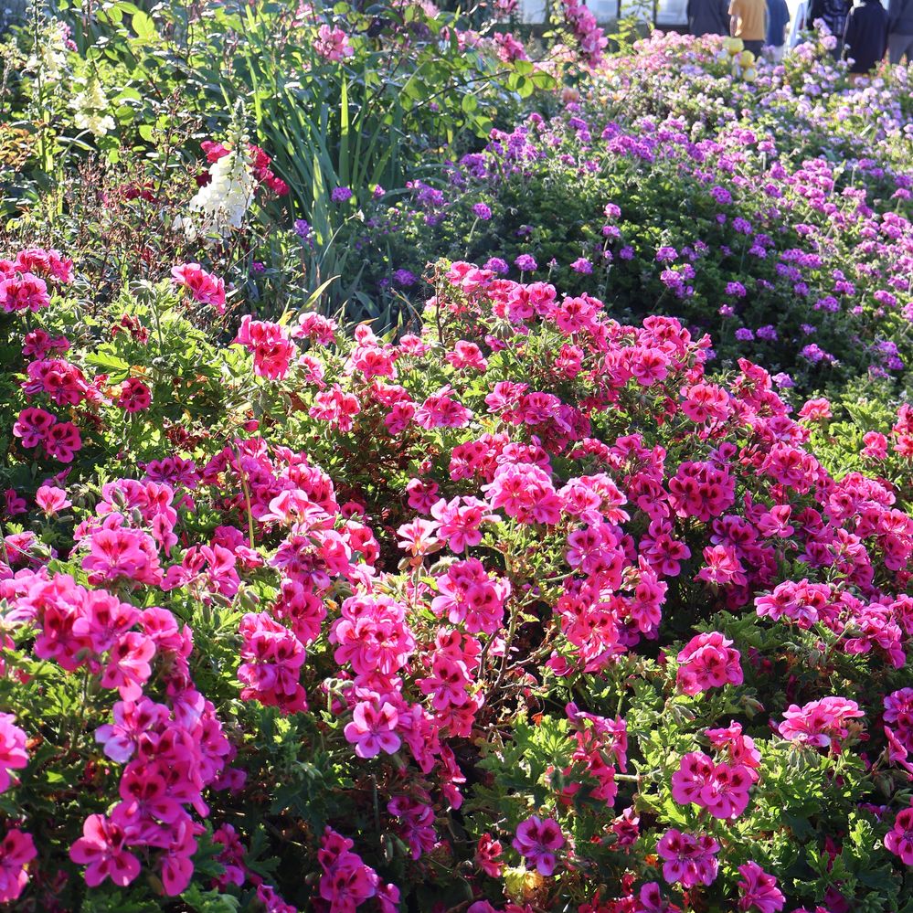 The Garden on Alcatraz.JPG