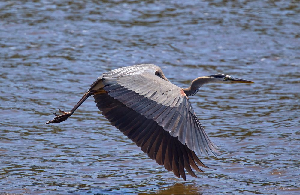 Shot with RF 100-500mm