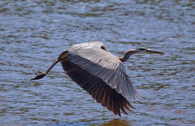 Gray Egret airborne 5.jpg